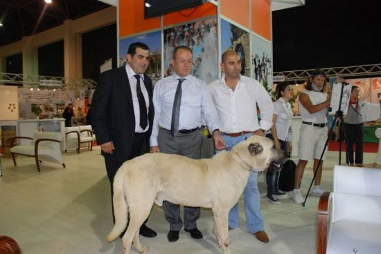 VAN’IN KEDİSİ, SİVAS’IN KANGAL KÖPEĞİ YÖREX’TE