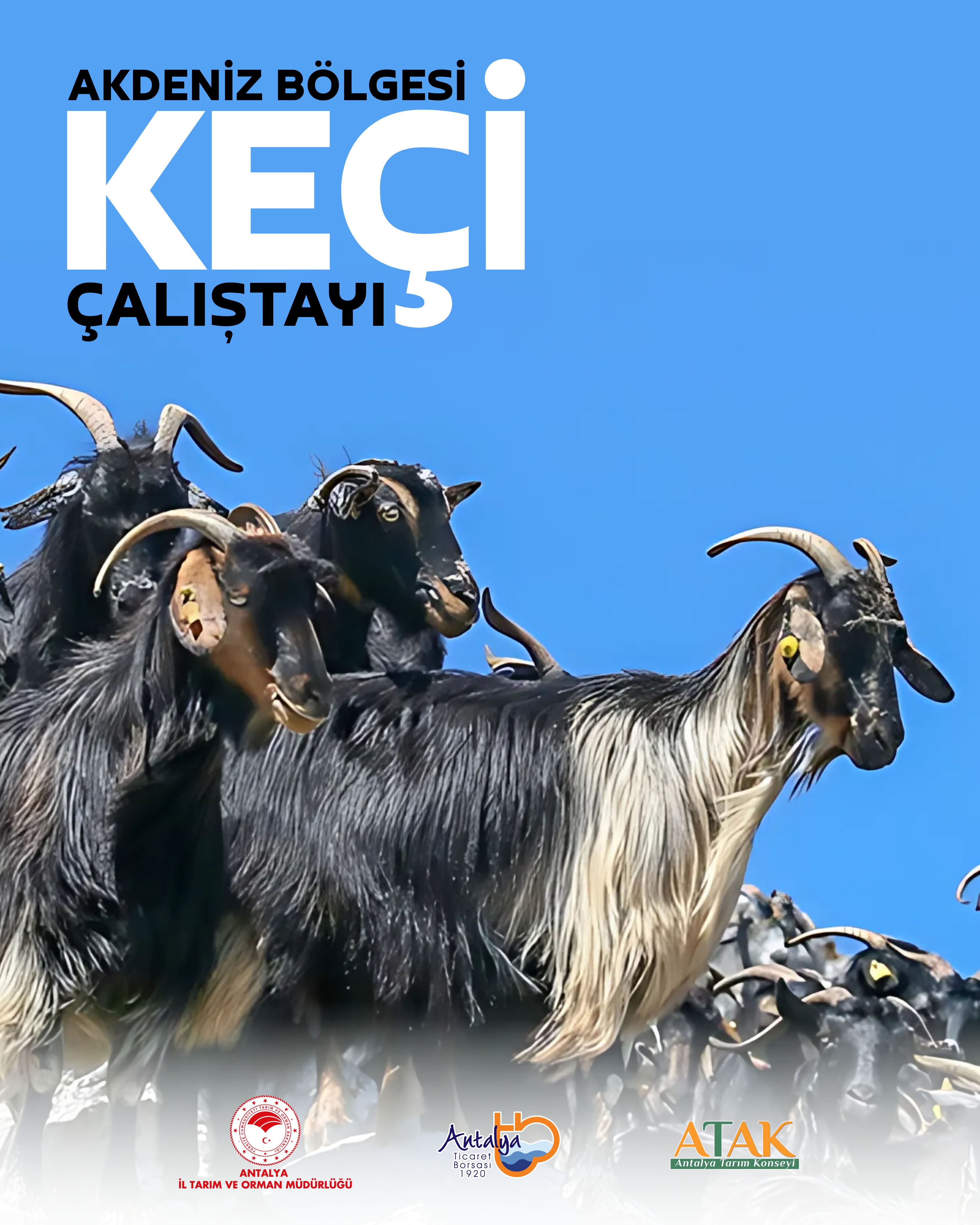 TOROSLARIN HAS IRKI KEÇİ, ÇALIŞTAY’DA KONUŞULACAK