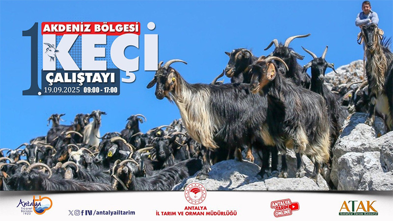 TOROSLARIN HAS IRKI KEÇİ, ÇALIŞTAY’DA KONUŞULACAK