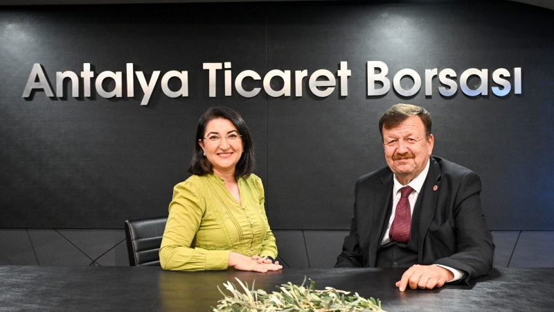 ÖLMEZ AĞACI ZEYTİN İLGİ BEKLİYOR